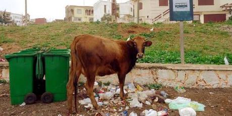 Marokko: bei der Kehricht-Kuh links