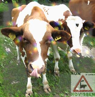 Massentierhaltung: 1.0000 Kühe für den größten Kuhstall Frankreichs