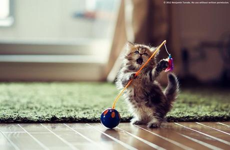 Cutest Kitten Daisy by Ben Torode