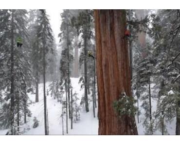 Die größten Bäume der Welt