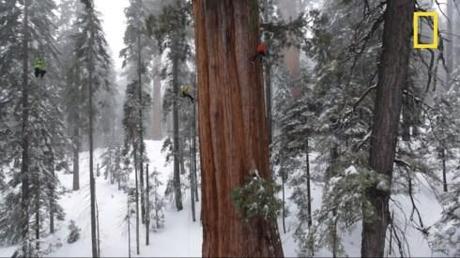 The worlds largest trees