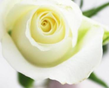 Woerdless/Wordful Wednesday: A rose just for you!