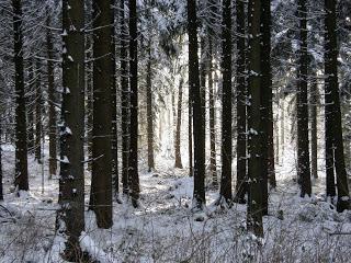 Fotografische Streifzüge ins Wortreich - Wintersonne