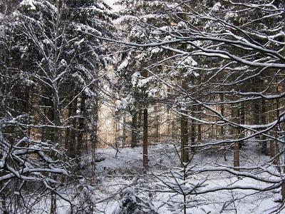 Fotografische Streifzüge ins Wortreich - Wintersonne