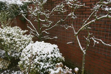 Snowflakes outside my window