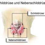 Illu thyroid parathyroid01 150x150 Unterfunktion der Schilddrüse bei unserem Kind