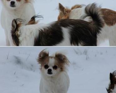 Tila, Coco & Minnie im Schnee *-*