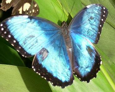 Der stolze Schmetterling • Eine Fabel aus Zentralafrika