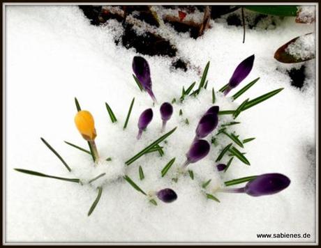 Krokusse im Schnee