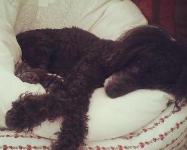 Van der Hellscher Wochenrückblick