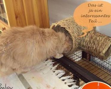 Balou wäre lieber ein Karnickel ツ