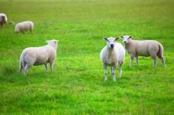 glückliche Schafe