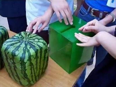 Viereckige Wassermelonen in Japan