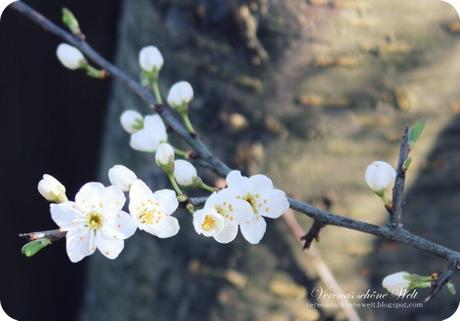 Wordless/Wordful Wednesday: Cherry blossom