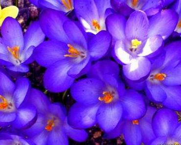 Violett [color me happy]