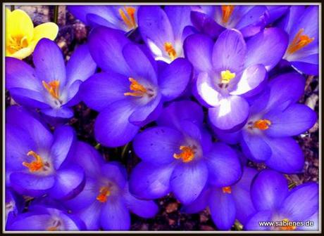 Violette Krokusse