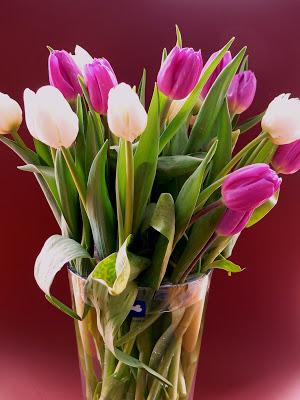 Tulpen in einer Vase arrangieren
