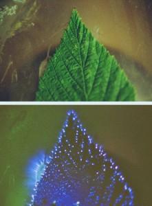 Lebensenergie pur: Die Kirlian-Fotografie macht das Licht in den Pflanzen sichtbar. (Bild: Fotograf unbekannt, gesehen in dem Blog Everyday Feng Shui; http://www.everyday-feng-shui.de/feng-shui-news/auf-den-spuren-des-chi-kirlianfotografie-und-unsere-aura/)