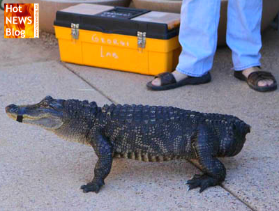 Alligator erhält Schwanz-Prothese