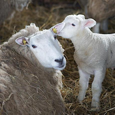 little lamb and mother sheep