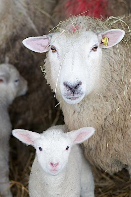 little lamb and mother sheep