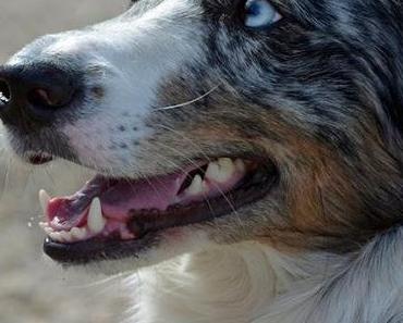 Osterhessen am Rhein #4