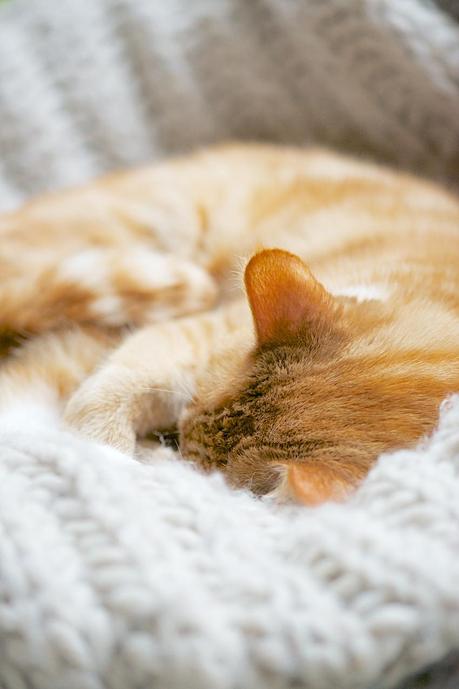 cat sleeping on blanket