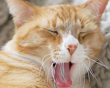 Was Tun Gegen Frühlingsmüdigkeit?