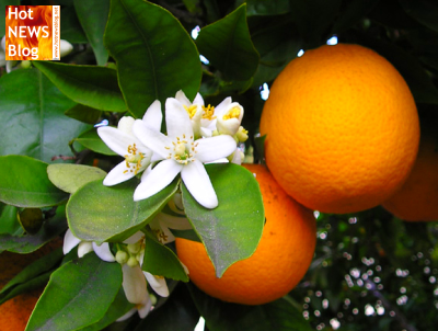 Orangen brauchen Hitze und Bibber-Kälte