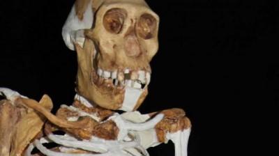 Skelett des Australopithecus sediba