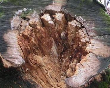 Vom OUD, dem Phloem, dem Seidelbast und