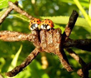 Nutzlinge Im Garten