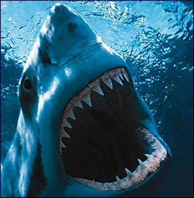 Kann man mit einem Weissen Hai wirklich surfen?