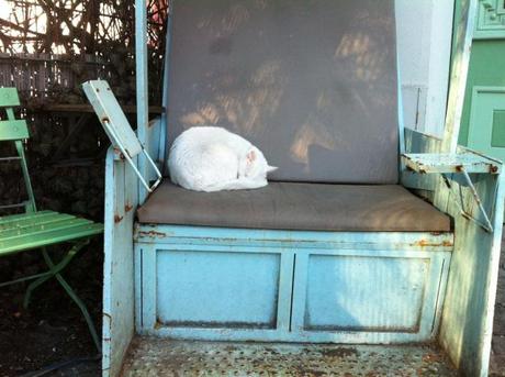 schlafende weiße katze