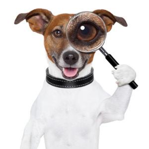 dog with magnifying glass
