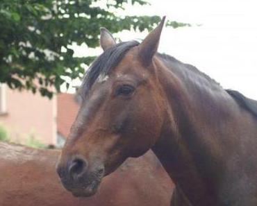 Dringender Aufruf für Wolfgang Decker und seine Tiere !!!