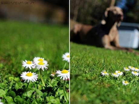 Frühling in unserem Garten