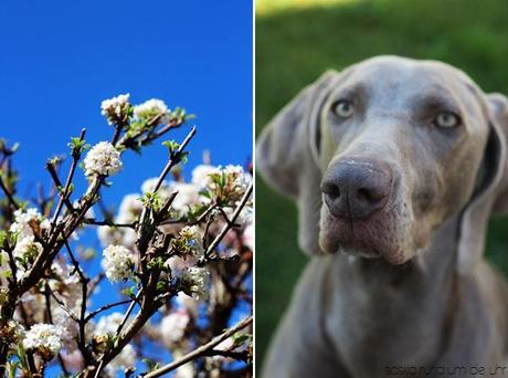 Frühling in unserem Garten