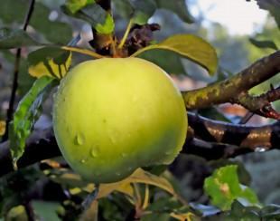 Apfelbäume vor Pilzerkrankungen schützen