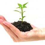 Wachstum Pflanzen und Rasen