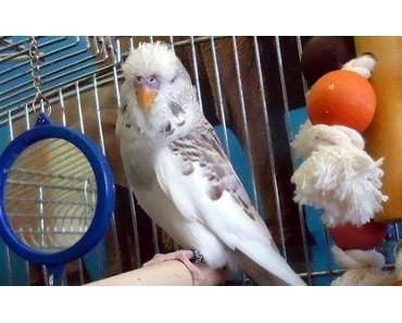 Frau B. hat einen Vogelbock