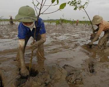 Zum Tag des Baumes: Wie Mangroven in Vietnam gegen die Folgen des Klimawandels helfen