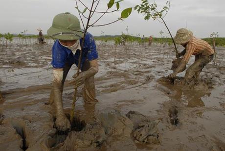 Mangroven-Pflanzung in Vietnam