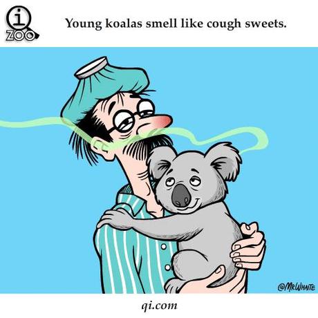 Was für ein herziger Tumblr - gifs mit Info.
Keine Ahnung, ob die alle wahr sind, aber der hier zumindest stimmt, wie ich selber schon riechen durfte. Koalas ernähren sich von Eucalyptusblättern - und so riechen sie auch, Wie Hustenbonbons :-)
Mehr auf...