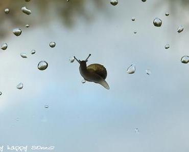 Mostindien im Blütenrausch....