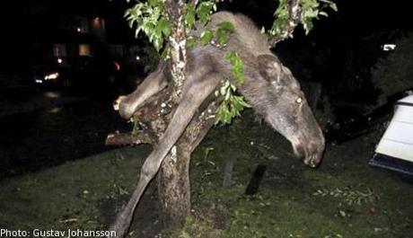 Betrunkener Elch hängt im Apfelbaum!