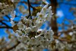 Bilderbuchwetter zur Kirschblüte im Alten Land