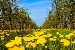 Bilderbuchwetter zur Kirschblüte im Alten Land