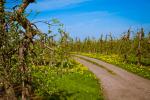 Bilderbuchwetter zur Kirschblüte im Alten Land