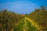 Bilderbuchwetter zur Kirschblüte im Alten Land